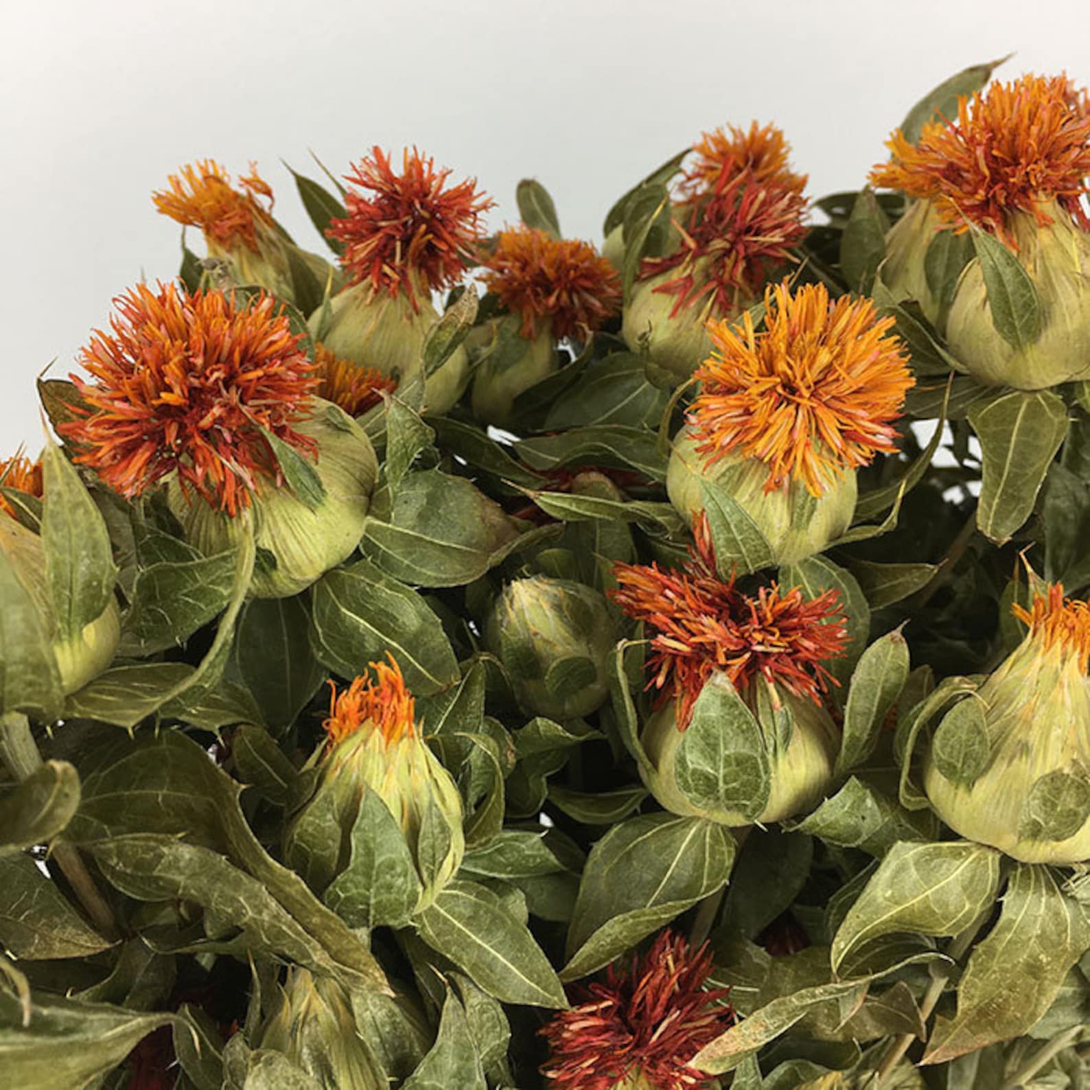 Safflower Dried Carthamus Orange Dried Flowers Bunch 100g Etsy