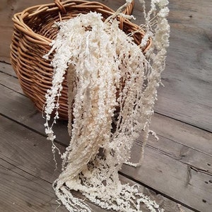 Hanging Preserved Amaranthus cream bleached- 6 -7 stems/ wall decoration, preserved foliage