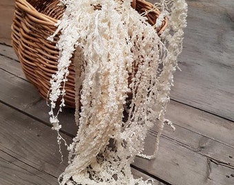 Hanging Preserved Amaranthus cream bleached- 6 -7 stems/ wall decoration, preserved foliage