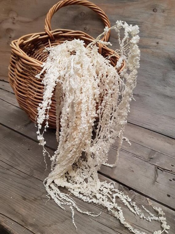 Hanging Preserved Amaranthus Cream Bleached, Wall Decoration