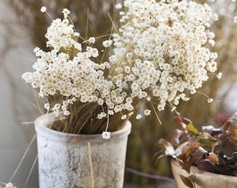 Natural Glixia Brazil, mini star, snowy flower white bunch, immortelle brezil, 3oz bunch, rustic decoration