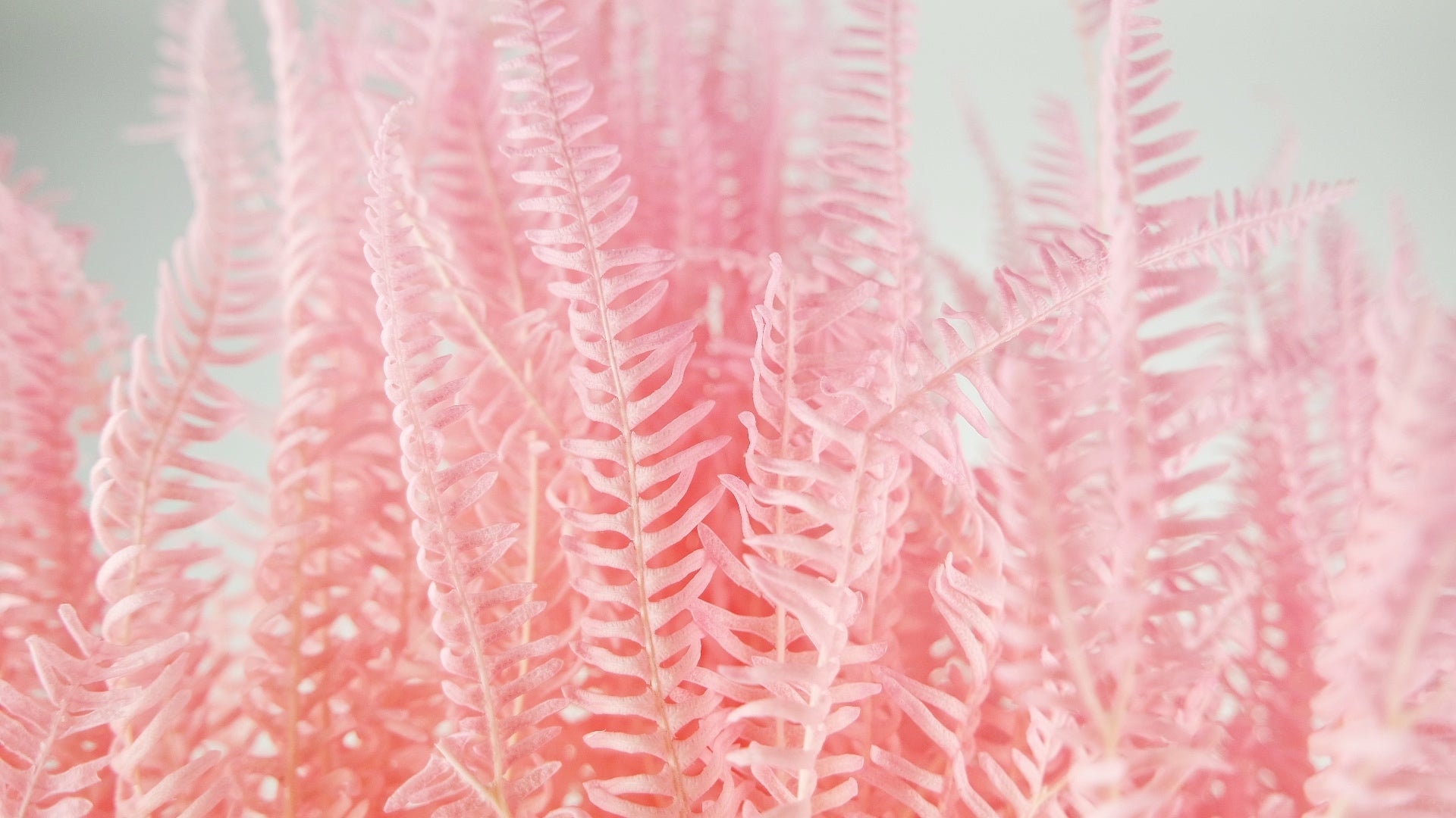 Fern Umbrella Preserved Rose, Well Decoration, Fougere Stabilisé