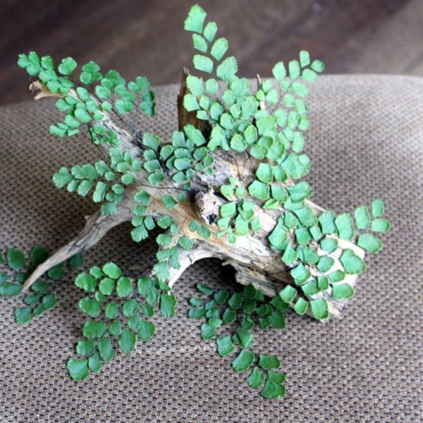 5-6 mini tallos manojo de helecho verde preservado, helecho culantrillo, helecho Adianthum, jardinería, pared colgante, decoración de pared