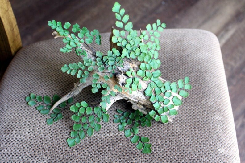 5-6 Mini Stems Bunch Preserved Green Fern, Maidenhair Adianthum Fougère, Gardening, Hanging Wall, Wa