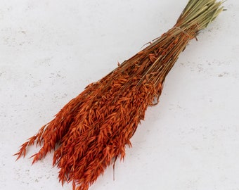 Dried Orange Oats/terracota color - Dried Avena Oats - Dried Flowers Bulk - Dried Flowers home decoration