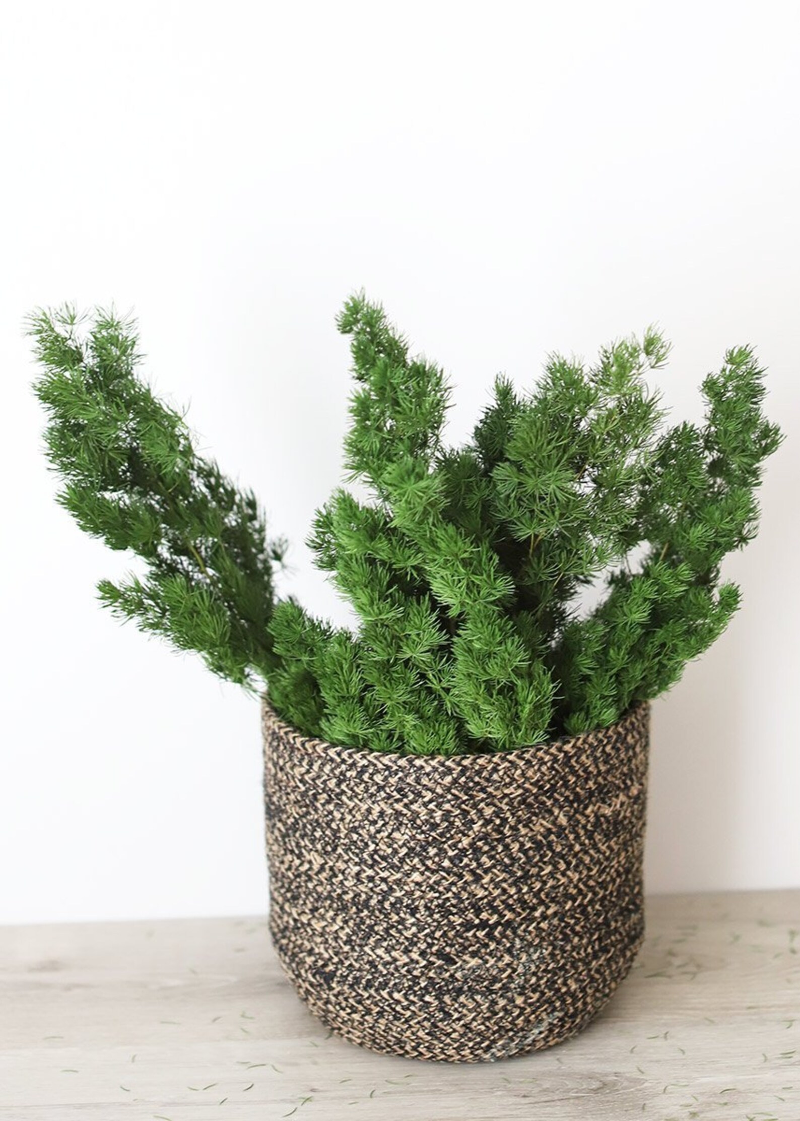 Preserved Ming Fern Greenery Natural Color Wall Decoration Etsy