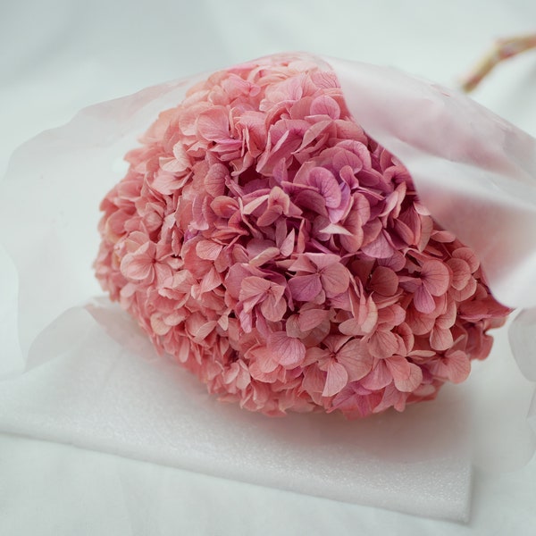 Big petal preserved hydrangea pink bicolor, DIY jewelry, home decoration