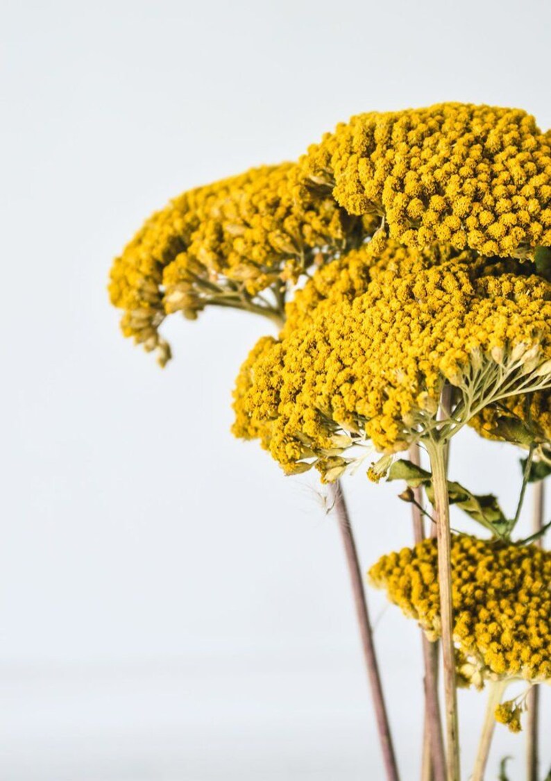 Beautiful Dried Achillea Yarrow Bunch 100g Etsy