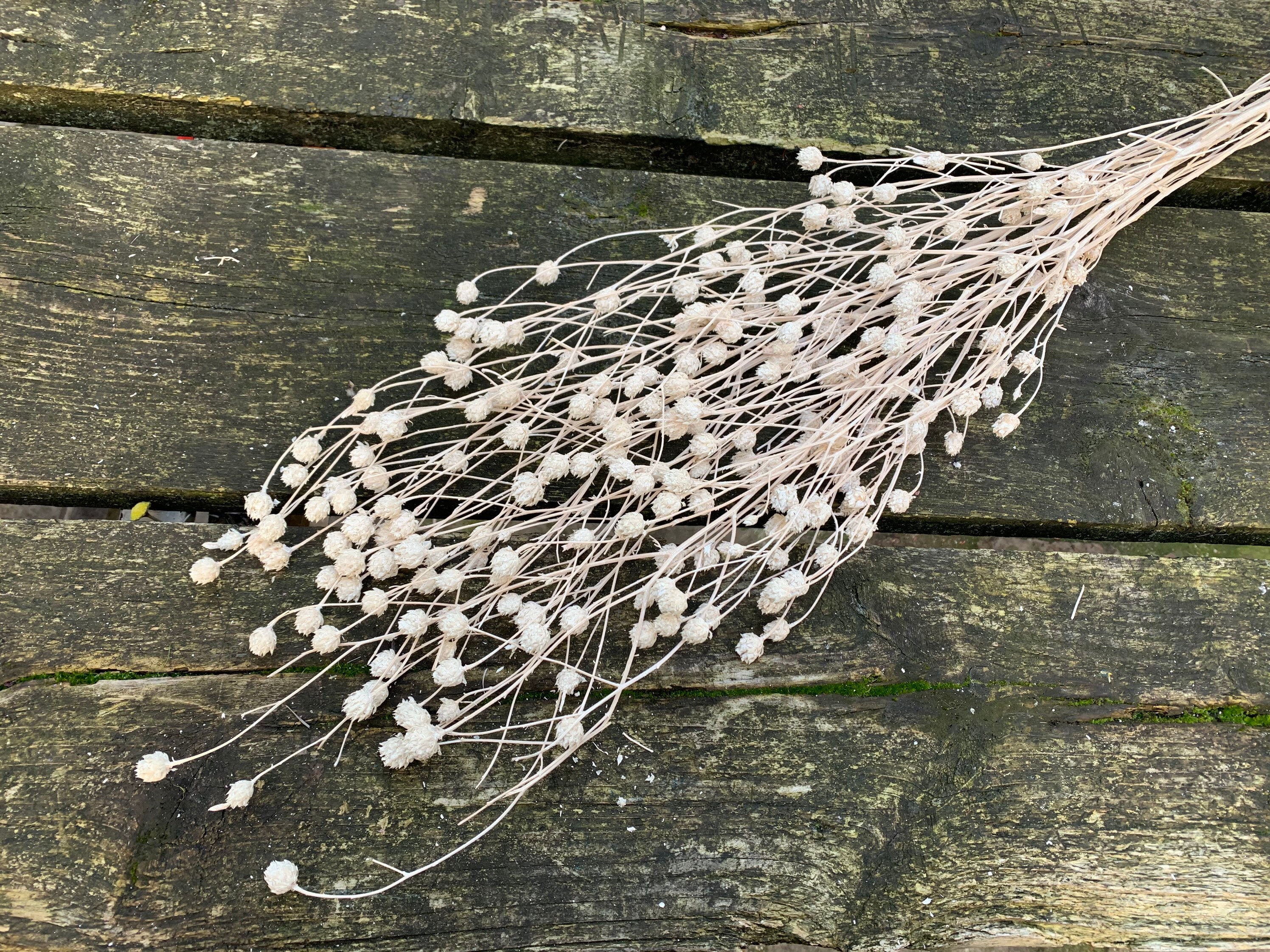 Centaurea Ruppen Painted Bleached, White Centaurea, Rustic Deco, H70cm