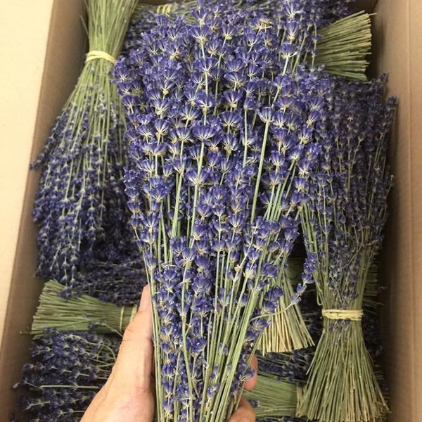 Echter Lavendelstrauß aus der Provence, superblauer Lavendel, französischer Lavendel,