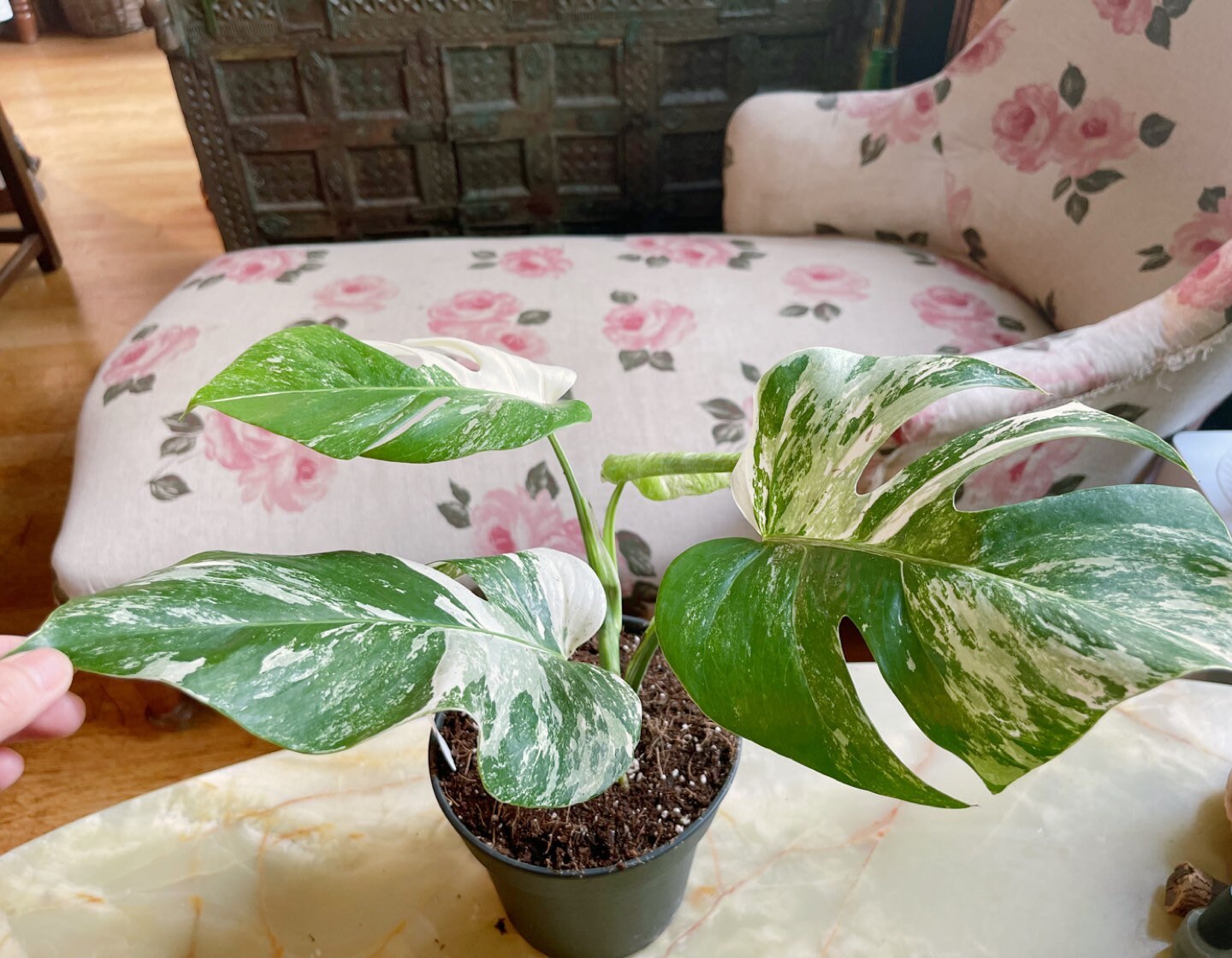 4 Leaves Monstera Albo Borsigiana Marble - One Leaf Half Moon Full Rooted Express