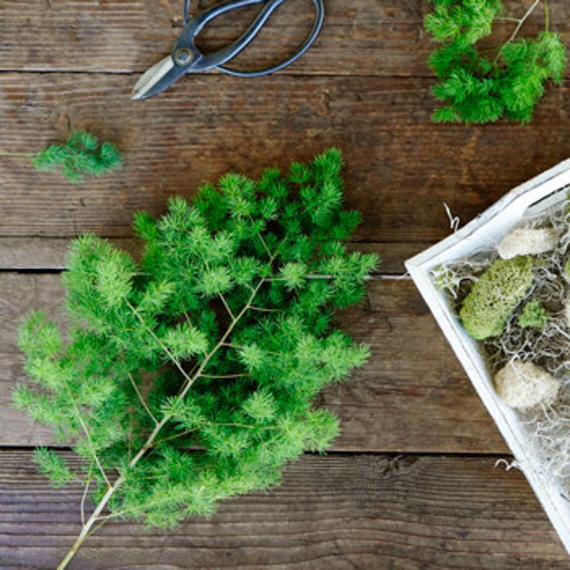 Preserved Ming Fern Greenery Natural Color Wall Decoration Etsy