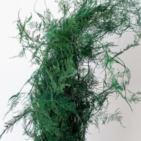 Spargel plumosus grün konserviert, getrocknete Blume, Farn konserviert, Kokedama-Kunst, DYI-Projekt