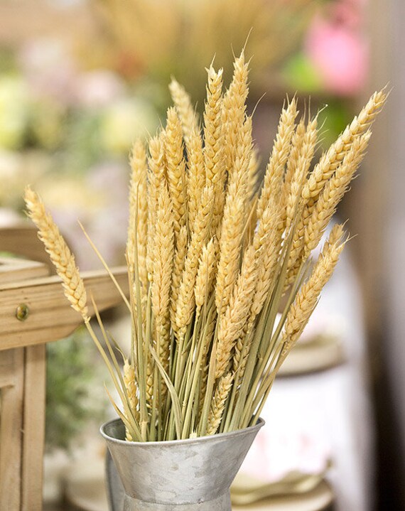 Dried Wheat Bunch, Ble, Bouquet, Home Decor 120G 60 Branches