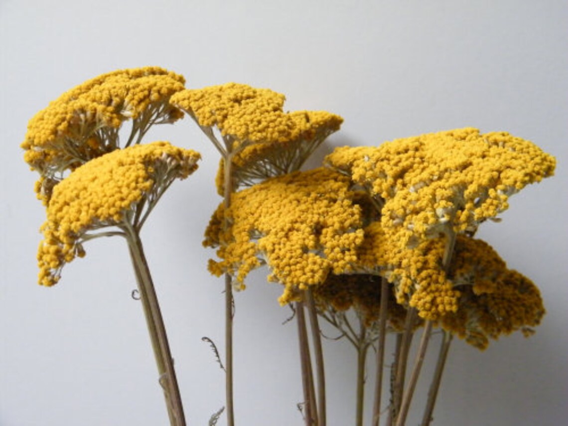 Beautiful Dried Achillea Yarrow Bunch 100g Etsy