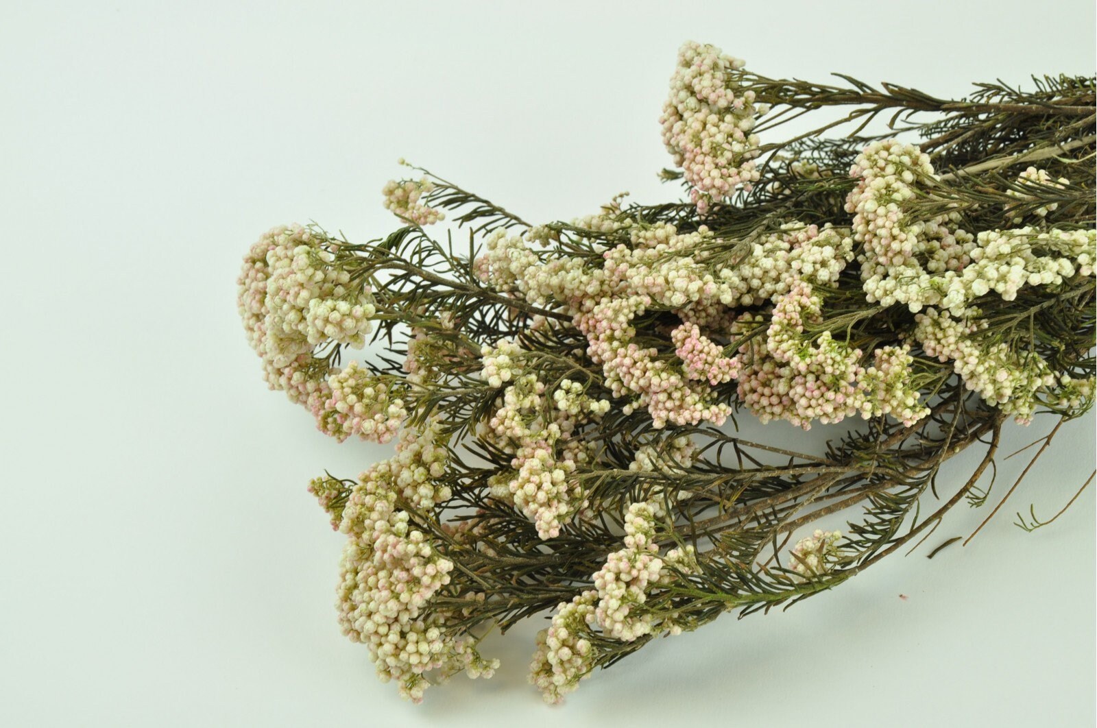 Preserved Rice Flowers dried bouquet 100g per bunch White Etsy