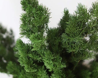 Preserved ming fern green color, wall decoration, stabilized ming fern