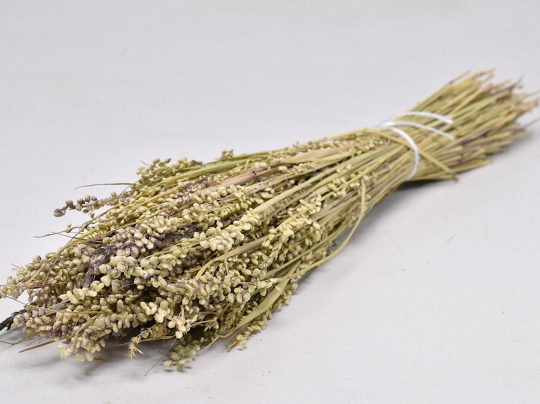 Briza Minima Naturel Grass, Quacking Grass 100g/ Bunch, Dried Flower Etsy