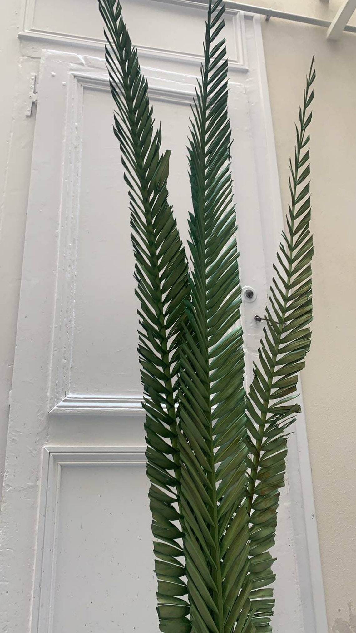 Dried Palm Fronds Dried dracaena Palms Dried Palm Leaves Etsy