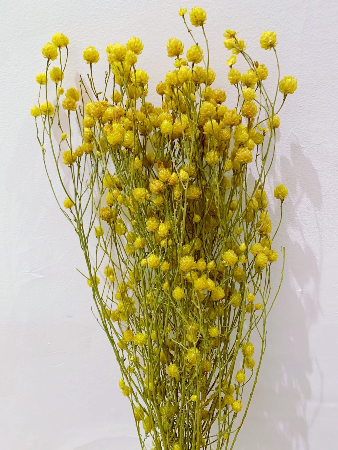 Beautiful Dried Bunch Centaurea Ruppen Yellow 120G H70-80cm, Flower, Rustic Bunch, South Of France