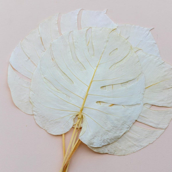 Monstera preserved leaf, white monstera leaf, pink monstera, green monstera for hanging composition