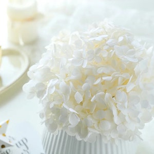 Creamy white Preserved anna hydrangea Diamter 20-22cm, hortensia, bridalflower, preserved white/bleached image 5