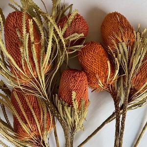 Banksia hot orange dried, Australian exotic flower, home decoration