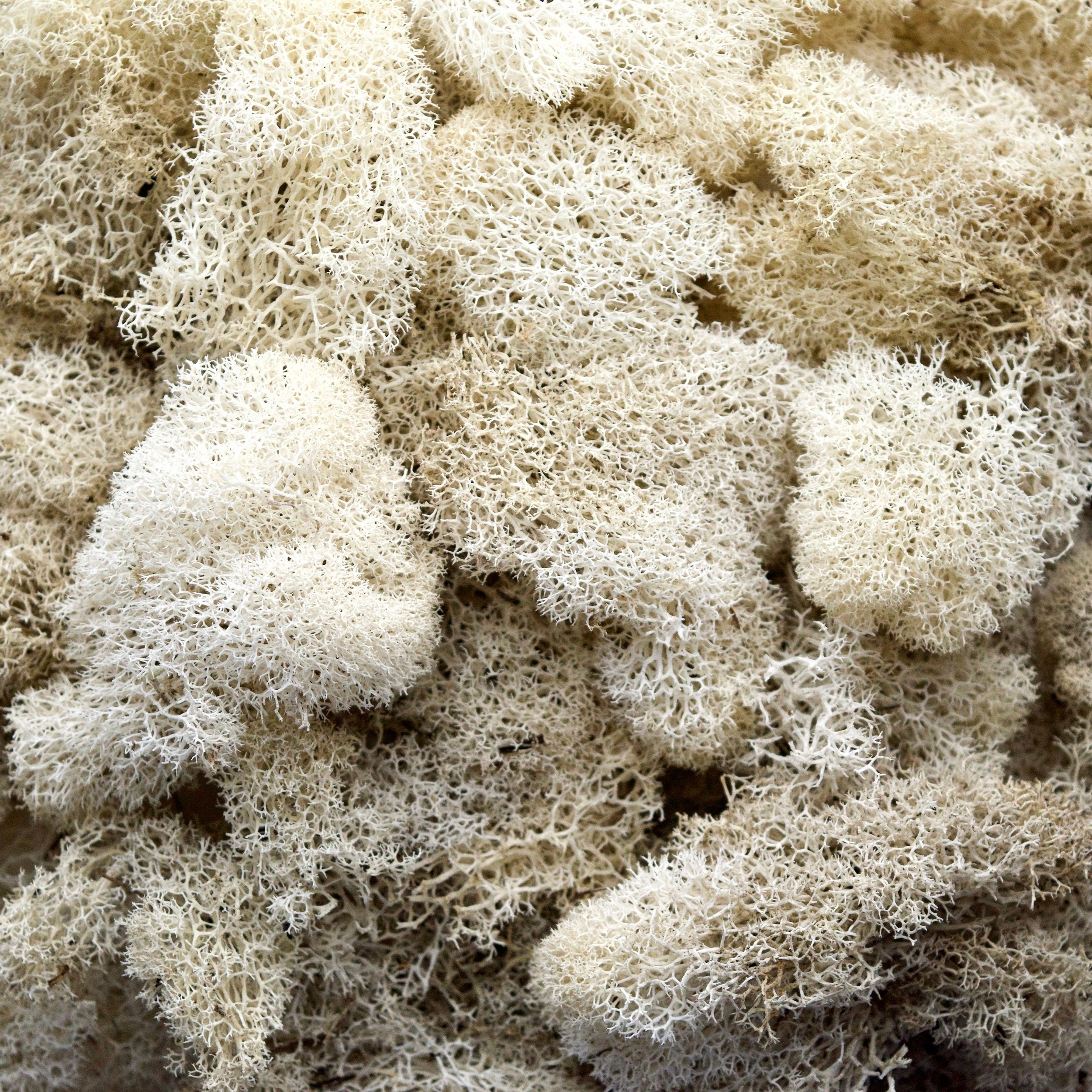 Preserved Reindeer Moss Natural Color, Wall Tool, Decoration