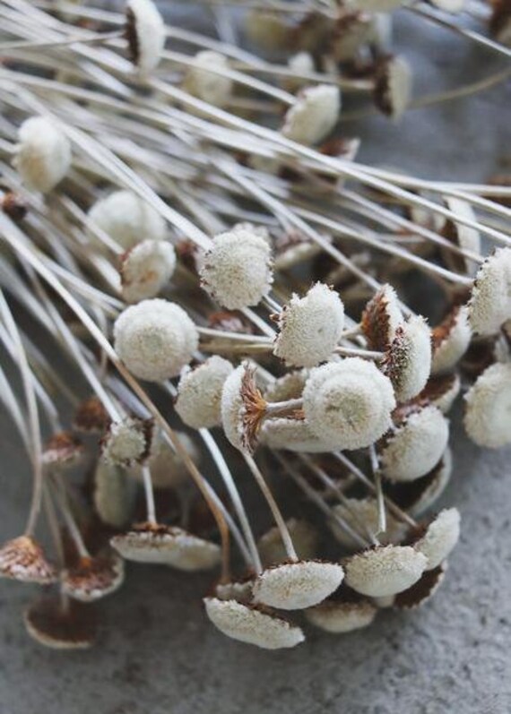 Natural Dried Floral Button Flower, White Bunch, Natural Rustic Bunch 100G