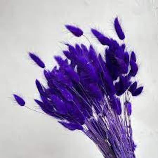 Dried mini pampas; lagurus ovatus, queue de lapin purple, dark violet