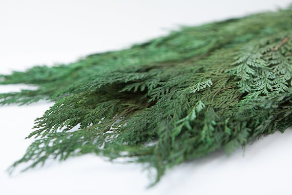 Preserved Green Natural Color Cedar, Cedar Branch, Preserved Leave