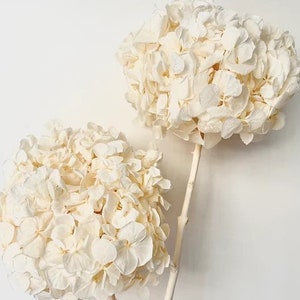 Big petal Preserved hydrange champagne ivory color, creamy white, bridal flower, jewelery tool