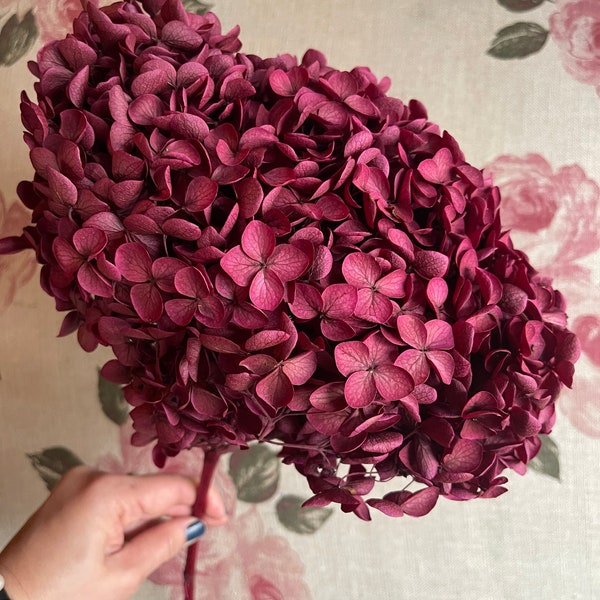 Big size preserved Hydrangea dark fushia color, hortensia, diy tool, wedding accessoires