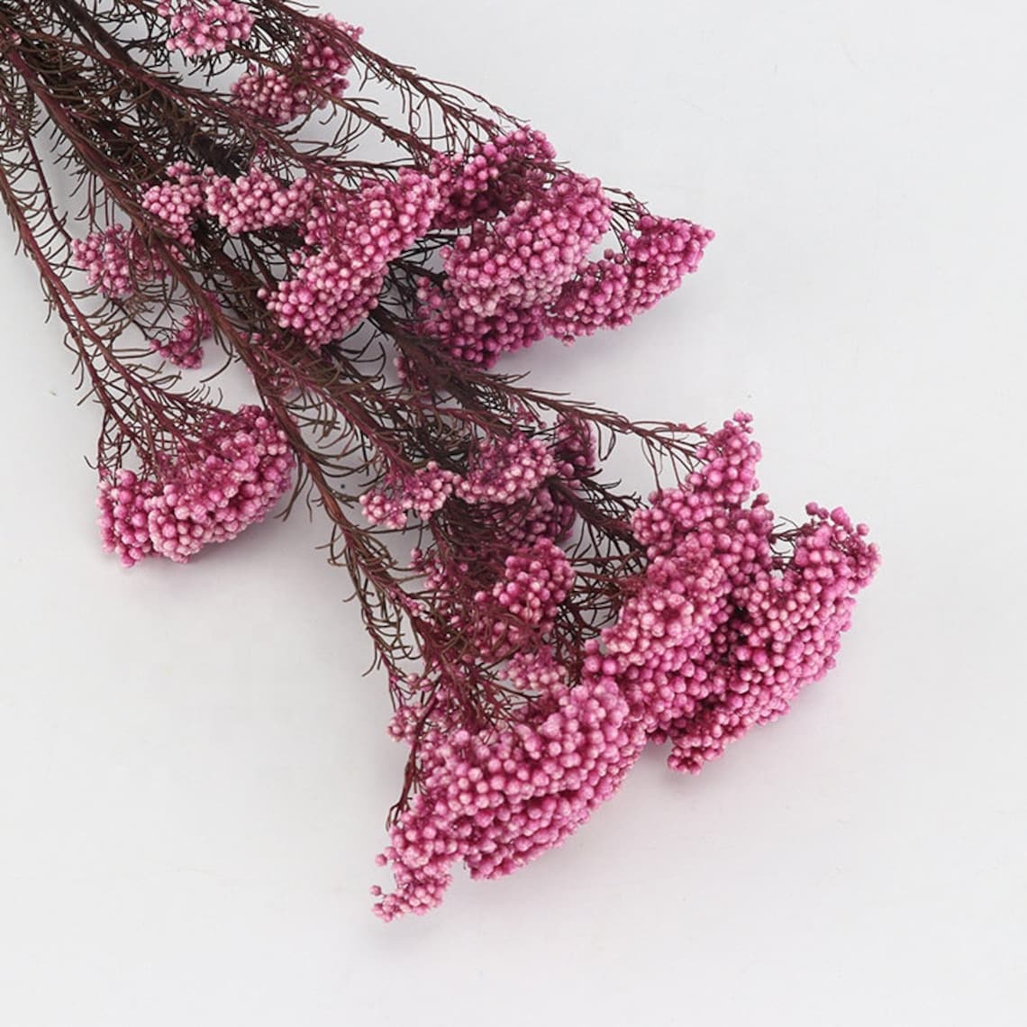 Preserved Rice Flowers dried bouquet 100g per bunch White Etsy