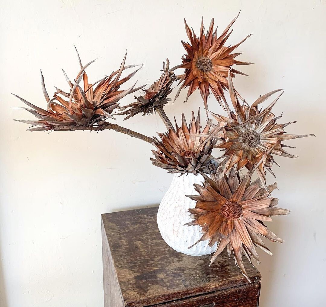 x5 Natural Wooden Protea Sulfuria, Africain Pod, Rustic Decoration