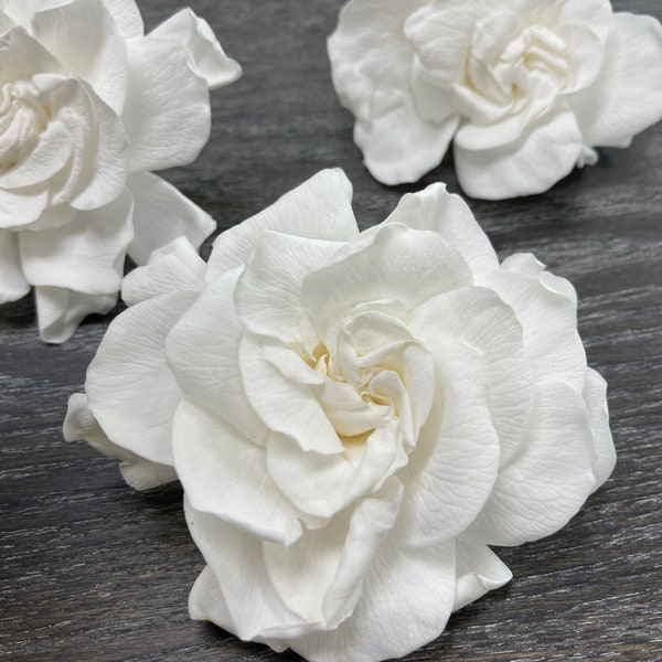 Preserved gardenia pack of 3 white pure real touch, preserved flower