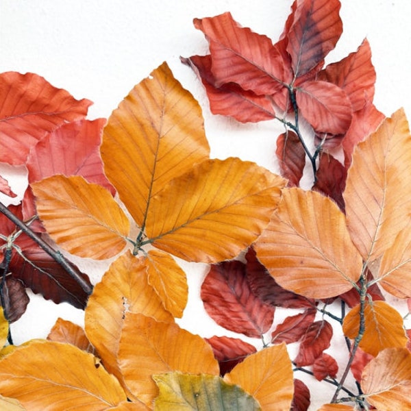 Preserved beech leave autumn yellow red gradient, stabilized beech leaf, hanging decoration, wall interior decoration 110-130g/bunch
