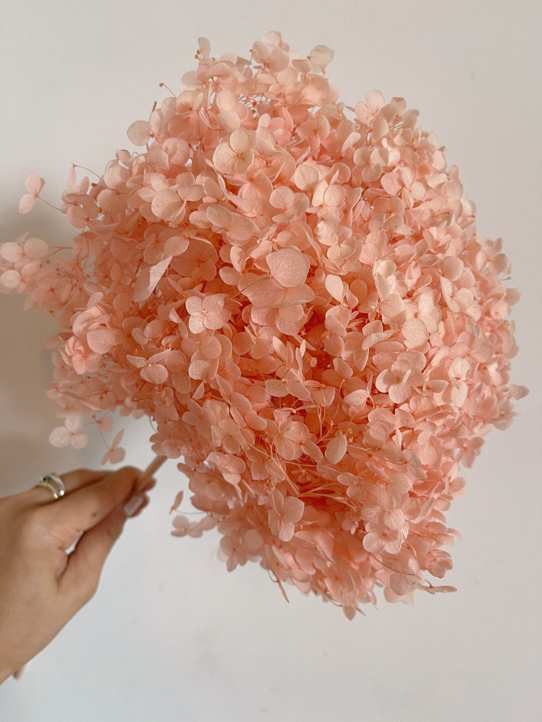 Preserved Peach Pink Hydrangea Gradient D18-20cm, Hydrangea, Wedding ...