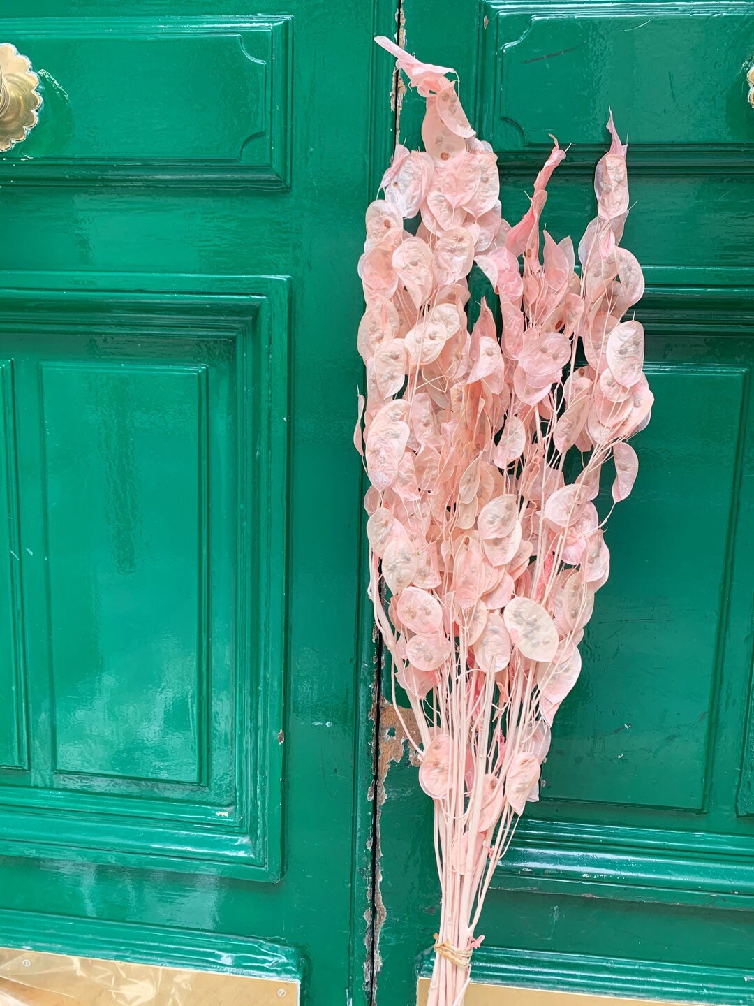 Preserved Lunaria Pink Pastel, Stabilise, Monnaie Du Pape, Honesty 70-90cm