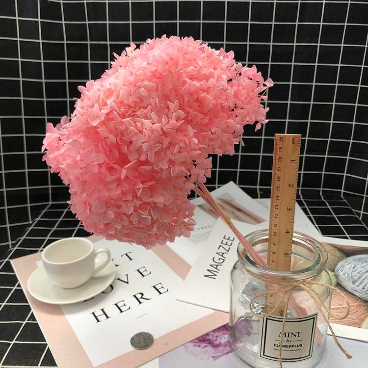 Preserved Hydrangea Big Size 20-23cm Stems Pink, Hostensia Stabilisé