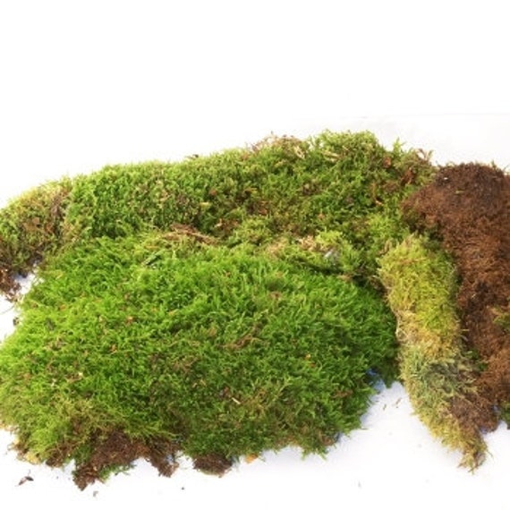 Dried Flax Moss Green, Wall Decor, Moss, Terrarium Diy Tool, Reptile Home