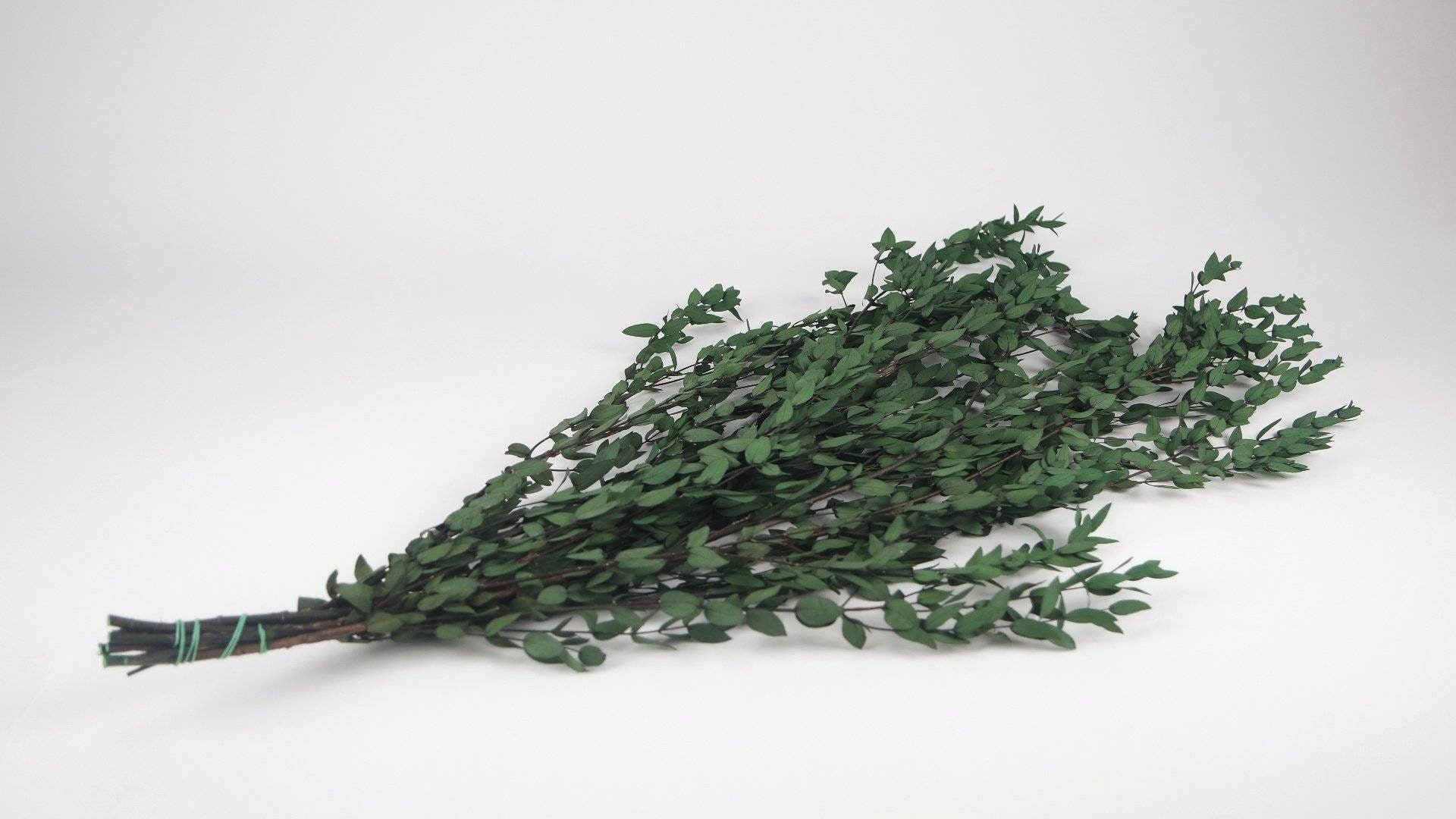 Preserved Eucalytus Parvifolia Green, Preserved Leaf, Foliage