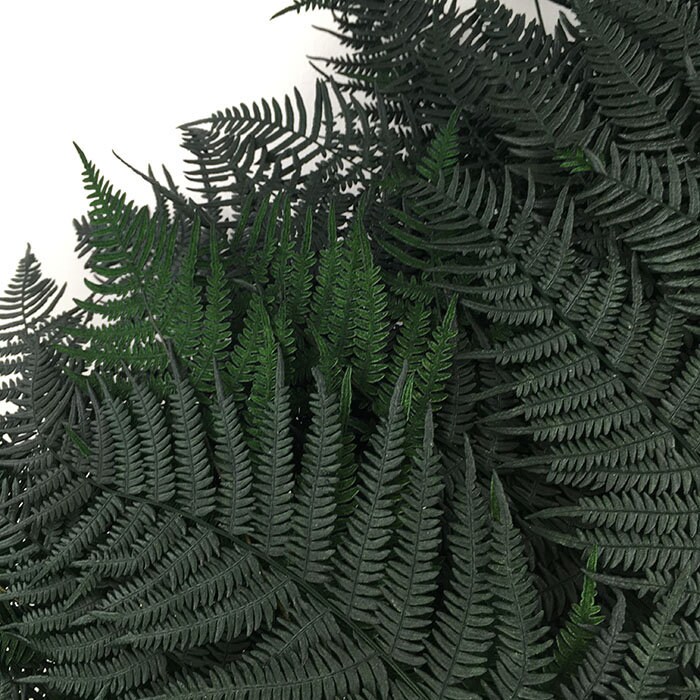 x10 Preserved Leather Fern Dark Green H55cm