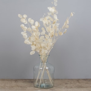 Mini bunch bleached preserved lunaria biennes short stems 20-25cm, stabilized Pope's currency