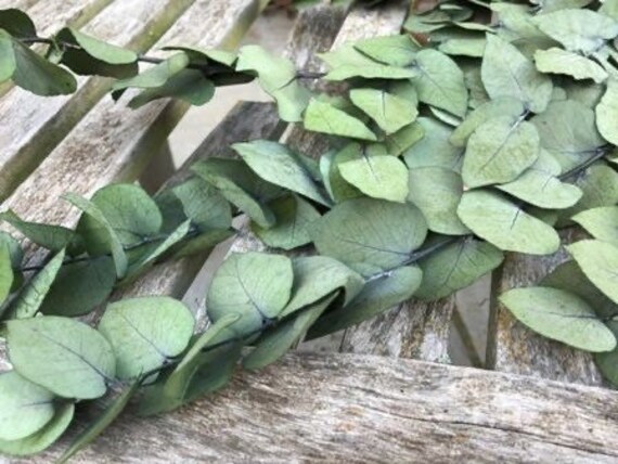 Preserved Eucalytus Green Natural Color 100-120G/ Bunch