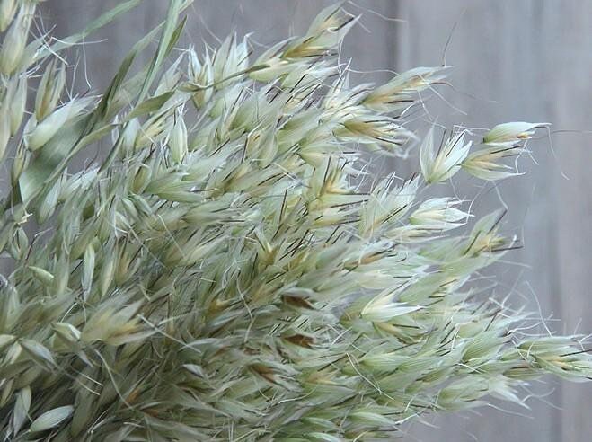 Dried Natural Bundle Avena 100G