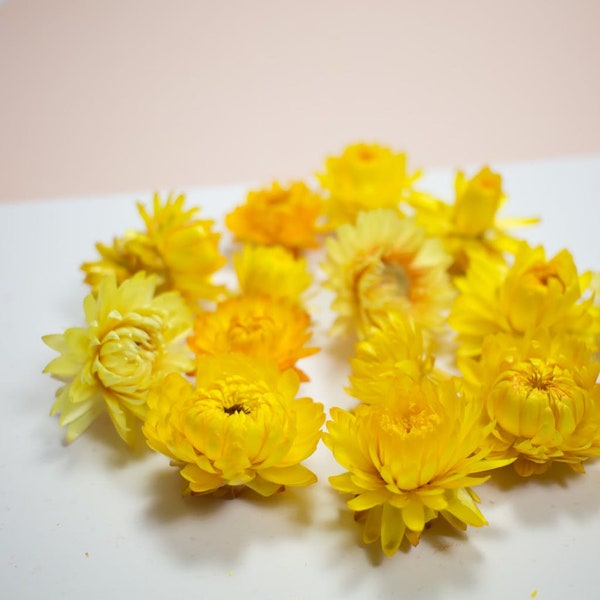 x12 tete de fleurs Helichrysum Jaune- Helichrysum orange, flower head, DYI