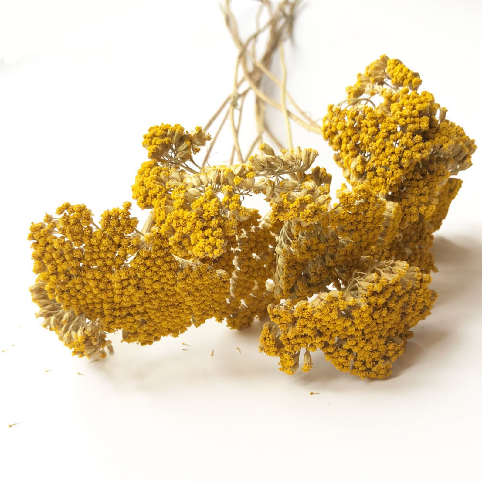 Beautiful Dried Achillea Yarrow Bunch 100g Etsy