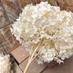 Cremeweiße konservierte Anna-Hortensie, Durchmesser 20–22 cm, Hortensie, Brautblume, konserviert weiß/gebleicht