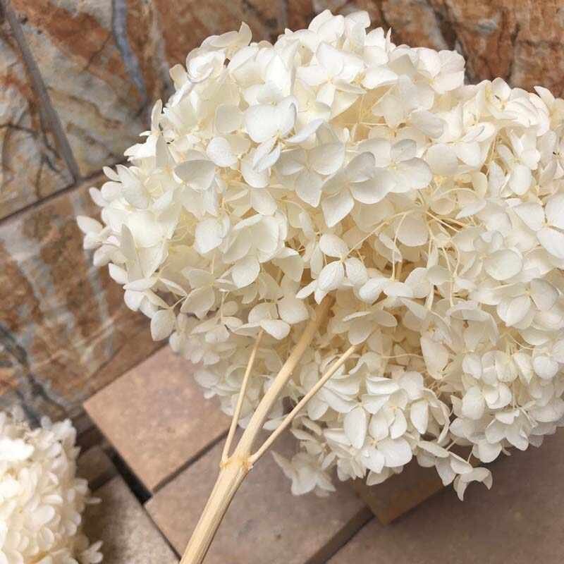 Creamy White Preserved Hydrangea Diamter 20-22cm, Hostensia, Bridalflower, Preserved White/Bleached